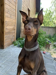 Нашийник Trixie 2265 трьохрядовий хромований 45 см / 2.5 мм (4011905022659)