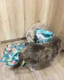 Консервований корм Purina One Adult З куркою та зеленою фасолею 24 шт х 85 г (7613038255743-24) фото від покупців 9