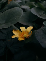Canon EF-S 24mm f/2.8 STM фото от покупателей 1
