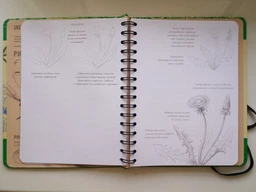 Sketchbook Малюємо квіти фото от покупателей 1