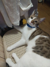 Антистресс ошейник Beaphar No Stress Collar cat для кошек 35 см (13228) (8711231132287)