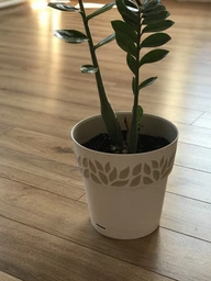 Вазон круглый Stefanplast Opera Cloe 25х25х25 см Капучино/ваниль (94125R)
