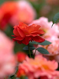 Canon EF 85mm f/1.8 USM фото от покупателей 1