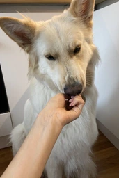 Сухий корм для дорослих активних собак від 1 року Carpathian Pet Food Active з куркою і скумбрією, 12 кг фото от покупателей 3
