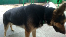 Нашийник "CoLLaR" подвійний (ширина 35мм, довжина 48-63см) чорний фото від покупців 16