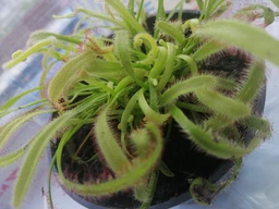 Росянка капская красная Floret фото от покупателей 4