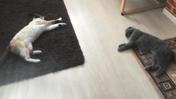 Сухий корм для котів з куркою Club 4 Paws Клуб 4 Лапи для виведення шерсті 2 кг (4820215369428) фото от покупателей 11