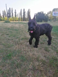Вітамінний комплекс Canina Canhydrox GAG для собак при проблемах з суглобами та м_язами 100 г 60 табл. фото від покупців 5