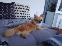 Игрушка для собак Trixie Ёжик длинный 37 см, плюш фото от покупателей 9