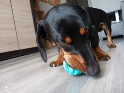 Игрушка для собак мяч бейсбольный со вкусом мяты 6СМ Trixie Mint фото от покупателей 7