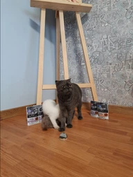 Консервированный корм Purina Pro Plan Veterinary Diets Delicate NutriSavour with Turkey in gravy Кусочки с индейкой для кошек с чувствительным пищеварением 85 г (7613287107848) фото от покупателей 1
