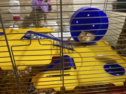 Клітка для хом'яка MPS HAMSTER 11 58 x 32 x 38 см Червоний піддон (8022967047661)