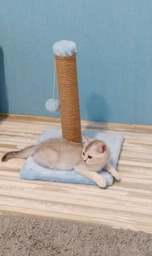 Дряпка для кота Мур-Мяу Малюк 30х30х42 см для маленьких кошенят у джутовій мотузці Сірий фото від покупців 19