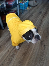 Куртка-дощовик для собак Noble Pet Moss Blue 7XL (M4106/7XL) фото від покупців 2