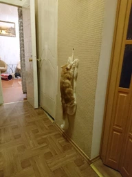 Дряпка настінна Trixie «Cat» 35*69 см (бежева) фото від покупців 1