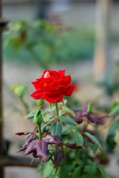 Nikon 50mm f/1.4 G AF-S Nikkor