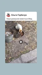 Сухий корм Ройчер Стандарт для котів з куркою 10 кг фото від покупців 17