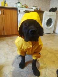 Куртка-дощовик для собак Noble Pet Moss Yellow M-Short (M4108/M-Short)