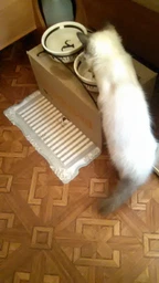 Консервований корм для цуценят всіх порід CLUB 4 PAWS, курка в желе, 100 г (24 шт)