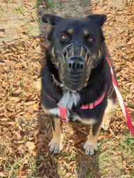 Trixie Muzzle намордник для собак L - чорний фото от покупателей 18