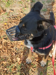 Trixie Muzzle намордник для собак L - чорний фото от покупателей 19
