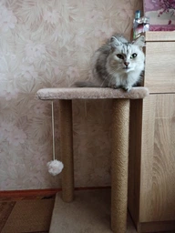 Когтеточка для кота дряпка Мур-Мяу Гламур 37х37х64 см для кошек в сизалевой веревке Светло Бежевый фото от покупателей 1