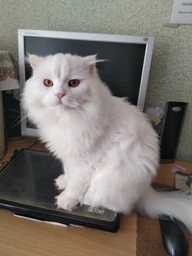 Сухой корм для взрослых кошек Purina Cat Chow Feline 3-in-1 с формулой тройного действия, с индейкой 1.5 кг фото от покупателей 10