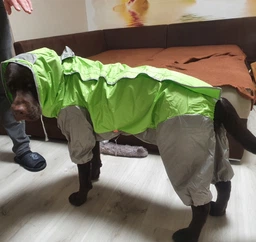 Дождевик для больших собак Графит 8XL Серо-желтый