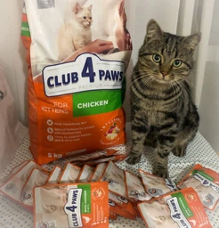 Сухий корм для кішок Club 4 Paws Преміум. Для кошенят зі смаком курки 300 г (4820083909115)