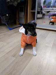 Зимний комбинезон для собак Dog S Оранжевый