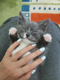 Сухий корм для кішок Club 4 Paws Преміум. Для кошенят зі смаком курки 300 г (4820083909115) фото від покупців 1