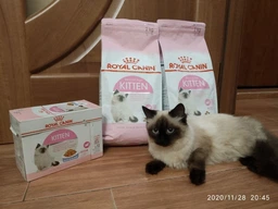 Вологий корм Royal Canin Kitten Instinctive In Jelly для кошенят віком до 12 місяців 85г фото від покупців 6