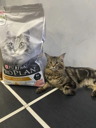 Сухий корм для кішок Purina Pro Plan Adult Derma Care підтримка здоров'я шкіри та краси шерсті з лососем 400 г (7613036544962)