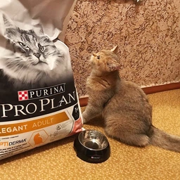 Сухий корм для кішок Purina Pro Plan Elegant Adult 1+ з лососем 1.5 кг (7613036529150) фото від покупців 19