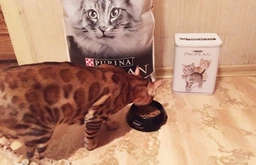 Сухий корм для кішок Purina Pro Plan Elegant Adult 1+ з лососем 1.5 кг (7613036529150) фото від покупців 17