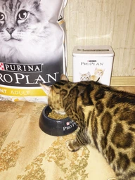 Сухий корм для кішок Purina Pro Plan Elegant Adult 1+ з лососем 1.5 кг (7613036529150) фото від покупців 18