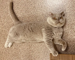 Сухий корм для кішок Purina Pro Plan Elegant Adult 1+ з лососем 1.5 кг (7613036529150) фото від покупців 14
