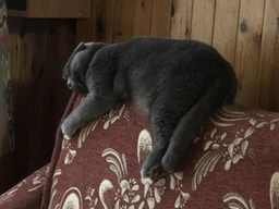 Сухий корм Purina Pro Plan Sterilised Adult 1+ Renal Plus для стерилізованих котів з індичкою 1.5 кг фото від покупців 2