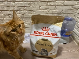 Сухий корм для дорослих котів ROYAL CANIN Роял канін MAINECOON ADULT 10.0 кг. фото від покупців 2