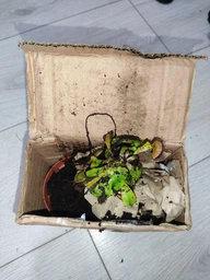 Дионея Венерина Мухоловка Растение P-9 см (Dionaea Muscipula) фото от покупателей 3