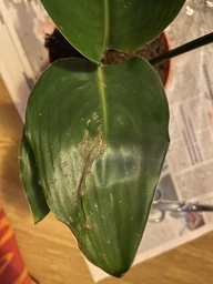 Стреліція Королівська Strelitzia reginaee (Райська пташка), цвітіння на фото - декор, Ø12 см. H 35-50 см. фото від покупців 4
