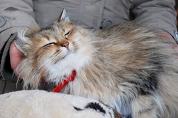 Cat's Best Universal деревний наповнювач 5,5 кг фото от покупателей 4