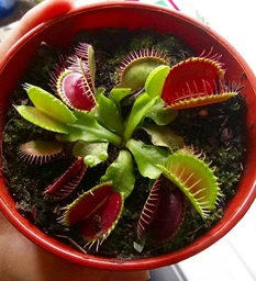 Дионея Венерина Мухоловка Растение P-9 см (Dionaea Muscipula)