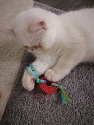 ​Жевательная игрушка для котов Petstages Kitty Chew Wheel фото от покупателей 1