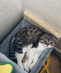 Сухой корм для котят Brit Care Crazy I am Kitten 2 кг (8595602505524)