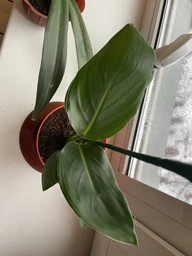Стреліція Королівська Strelitzia reginaee (Райська пташка), цвітіння на фото - декор, Ø12 см. H 35-50 см. фото від покупців 1