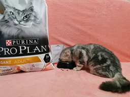 Сухий корм для кішок Purina Pro Plan Elegant Adult 1+ з лососем 1.5 кг (7613036529150) фото від покупців 9