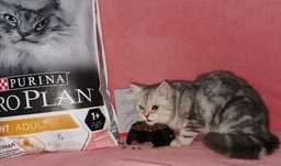 Сухий корм для кішок Purina Pro Plan Elegant Adult 1+ з лососем 1.5 кг (7613036529150) фото від покупців 8