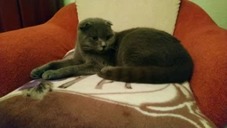 Корм для кошенят породи Британська короткошерста ROYAL CANIN KITTEN BRITISH SHORTHAIR 400 г (2566004) фото от покупателей 8