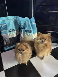 Корм Acana Puppy Small Breed Recipe сухой для щенят малых пород 6 кг фото от покупателей 2